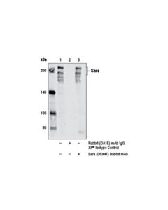 Cell Signaling Sara (D5x4f) Rabbit mAb