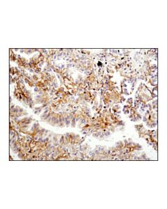 Cell Signaling Basigin/Emmprin (E1s1v) Rabbit mAb