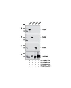 Cell Signaling Pan-TEAD (D3F7L) Rabbit mAb 20 uL