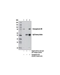 Cell Signaling Semaphorin 3b (D5a2p) Rabbit mAb