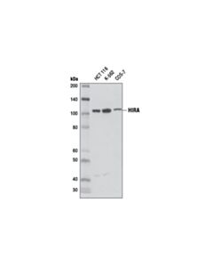 Cell Signaling Hira (D2a5e) Rabbit mAb