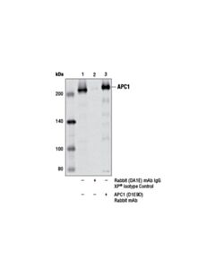 Cell Signaling Apc1 (D1e9d) Rabbit mAb