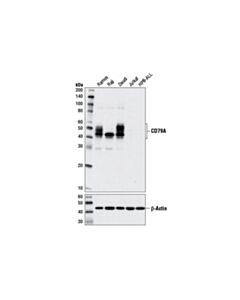 Cell Signaling Cd79a (D1x5c) Xp ® Rabbit mAb