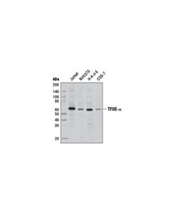 Cell Signaling Tfiie-Alpha Antibody