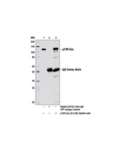 Cell Signaling P130 Cas (E1l9g) Rabbit mAb