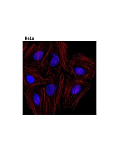 Cell Signaling Nup98 (C39a3) Rabbit mAb (Alexa Fluor 647 Conjugate)