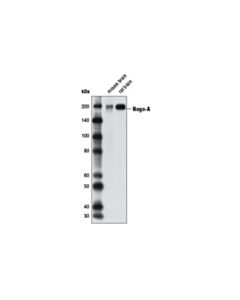 Cell Signaling Nogo-A Antibody