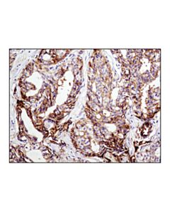 Cell Signaling Cd9 (D3h4p) Rabbit mAb