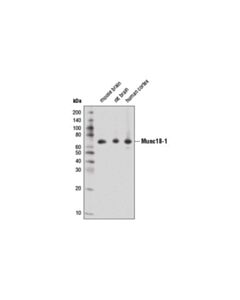 Cell Signaling Munc18-1 (D4o6v) Rabbit mAb