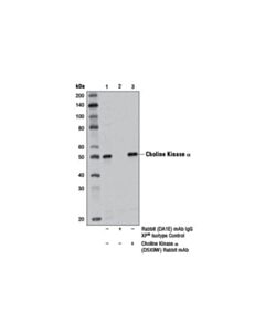 Cell Signaling Choline Kinase Alpha (D5x9w) Rabbit mAb
