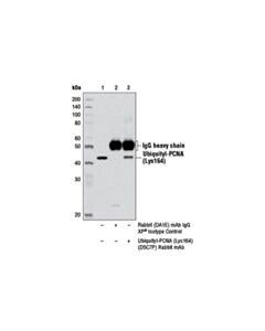 Cell Signaling Ubiquityl-Pcna (Lys164) (D5c7p) Rabbit mAb