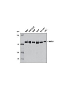 Cell Signaling Hyou1 Antibody