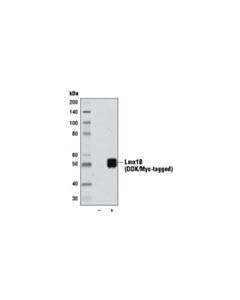 Cell Signaling Lmx1b (D1e2) Rabbit mAb