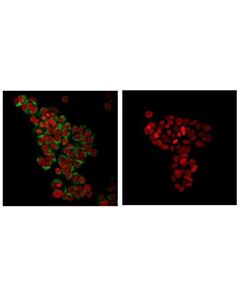 Cell Signaling Sec31a (E1j5m) Rabbit mAb