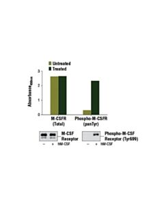 Cell Signaling Pathscan  Phospho-Csf-1r/M-Csf-R (Pantyr) Sandwich Elisa Kit