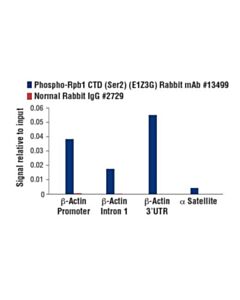 Cell Signaling Phospho-Rpb1 Ctd (Ser2) (E1z3g) Rabbit mAb