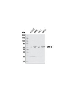 Cell Signaling Lxr-Beta (D6m9d) Rabbit mAb