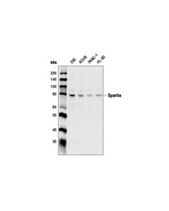 Cell Signaling Spartin Antibody