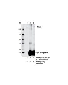 Cell Signaling Afadin (D1y3z) Rabbit mAb