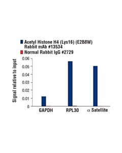 Cell Signaling Acetyl-Histone H4 (Lys16) (E2b8w) Rabbit mAb