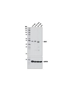 Cell Signaling DAX1 (D2F1) Rabbit mAb 20 uL