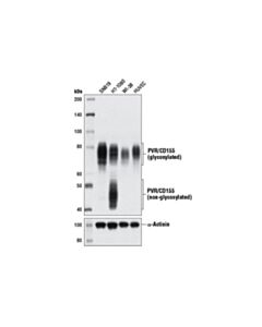 Cell Signaling PVR/CD155 (D3G7H) Rabbit mAb 20 uL