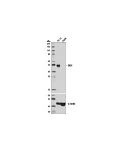Cell Signaling Ddc (D6n8n) Rabbit mAb