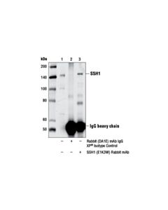 Cell Signaling Ssh1 (E1k3w) Rabbit mAb