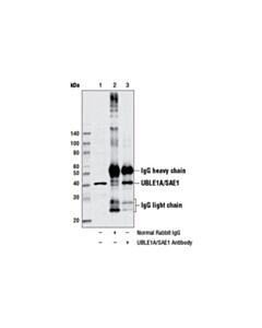 Cell Signaling Uble1a/Sae1 Antibody