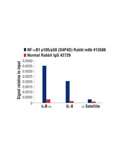 Cell Signaling Nf-Kappab1 P105/P50 (D4p4d) Rabbit mAb