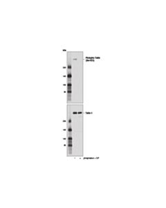 Cell Signaling Phospho-Talin (Ser425) (D2P2M) Rabbit mAb 20 uL
