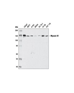 Cell Signaling Myosin Vi (D5y5a) Rabbit mAb