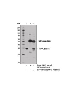 Cell Signaling Dapp1/Bam32 (D9k4o) Rabbit mAb