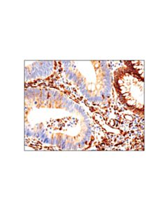 Cell Signaling Sting (D2p2f) Rabbit mAb