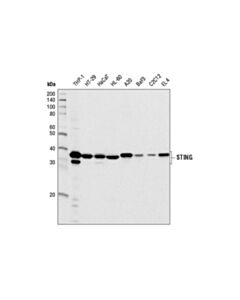 Cell Signaling Sting (D2p2f) Rabbit mAb
