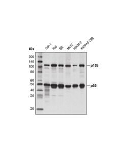 Cell Signaling NF-kappaB1 p105/p50 (5D10D11) Mouse mAb 20 uL