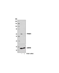 Cell Signaling Triad1 Antibody