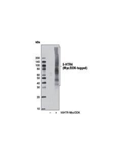Cell Signaling 5-HTR4 (D8O5K) Rabbit mAb 20 uL