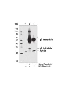 Cell Signaling Mcur1 Antibody