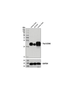 Cell Signaling Thy1/CD90 (D3V8A) Rabbit mAb 20 uL