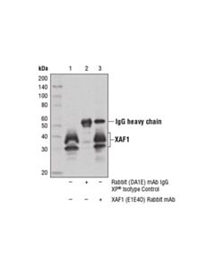 Cell Signaling Xaf1 (E1e4o) Rabbit mAb