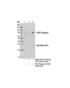 Cell Signaling P2x7 Receptor (E1e8t) Rabbit mAb