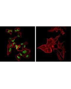 Cell Signaling Myod1 (D8g3) Xp Rabbit mAb