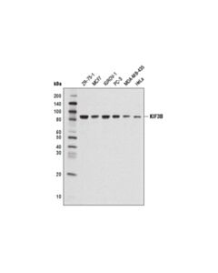 Cell Signaling Kif3b Antibody
