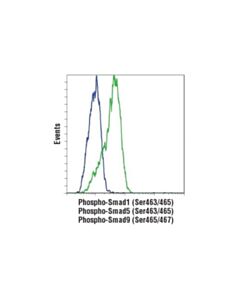 Cell Signaling Phospho-Smad1 (Ser463/465)/ Smad5 (Ser463/465)/ Smad9 (Ser465/467) (D5b10) Rabbit mAb