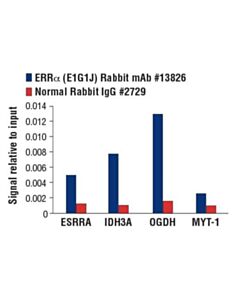 Cell Signaling Erralpha (E1g1j) Rabbit mAb