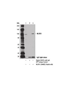 Cell Signaling Nlrx1 (D4m3z) Rabbit mAb