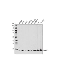 Cell Signaling Rheb (E1G1R) Rabbit mAb 20 uL