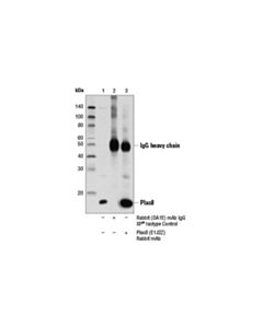 Cell Signaling Plac8 (E1j2z) Rabbit mAb