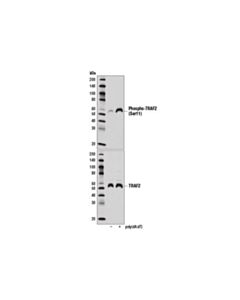 Cell Signaling Phospho-Traf2 (Ser11) (E2b6l) Rabbit mAb